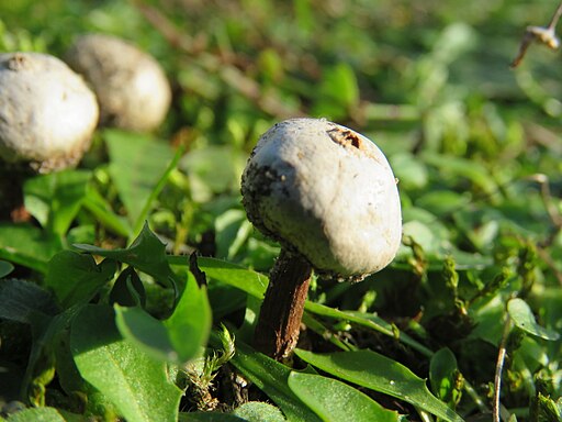Gewimperter Stielbovist, Tulostoma fimbriatum