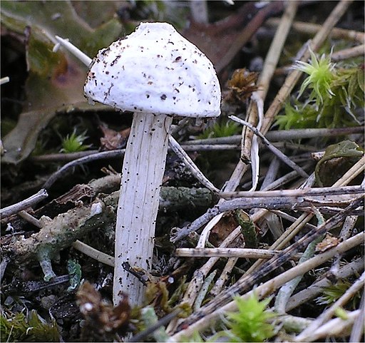 Dünen-Stielbovist, Tulostoma kotlabae