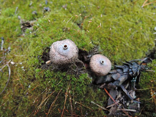 Schwarzbehöfter Stielbovist, Tulostoma melanocyclum