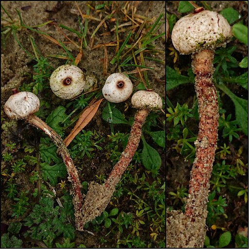 Schwarzbehöfter Stielbovist, Tulostoma melanocyclum