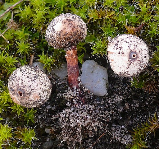 Schuppiger Stielbovist