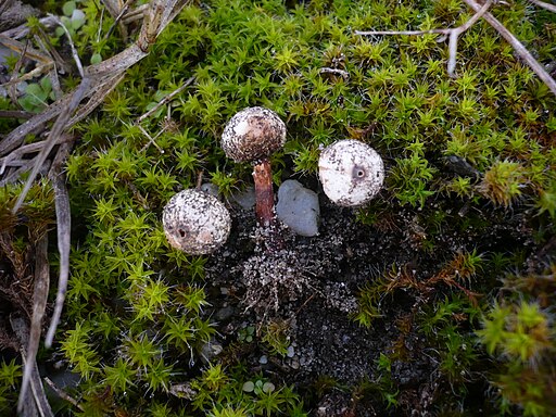 Schuppiger Stielbovist, Tulostoma squamosum