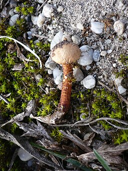 Schuppiger Stielbovist, Tulostoma squamosum