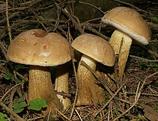 Gemeiner Gallenröhrling, Tylopilus felleus