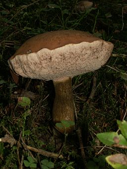 Gemeiner Gallenröhrling, Tylopilus felleus