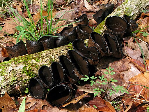 Schwarzer Kelchpilz, Urnula craterium
