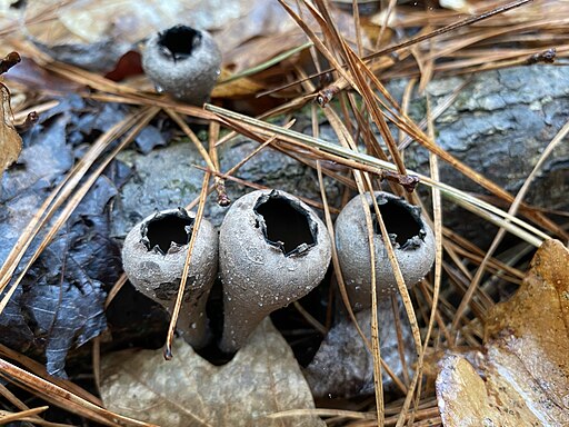 Schwarzer Kelchpilz, Urnula craterium