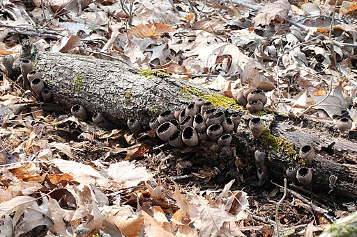 Schwarzer Kelchpilz, Urnula craterium