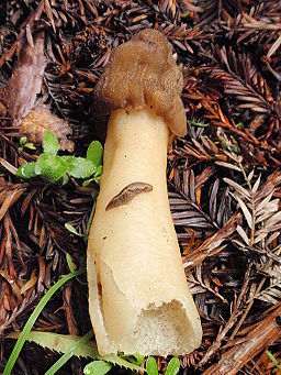 Fingerhut-Verpel, Verpa conica