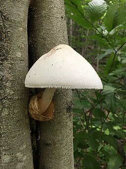 Wolliger Scheidling, Volvariella bombycina