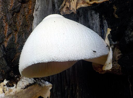 Wolliger Scheidling, Volvariella bombycina