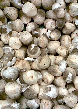 Dunkelstreifiger Scheidling, Volvariella volvacea