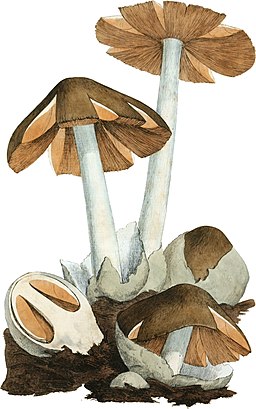 Dunkelstreifiger Scheidling, Volvariella volvacea