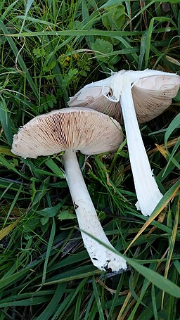 Großer Scheidling, Volvopluteus gloiocephalus