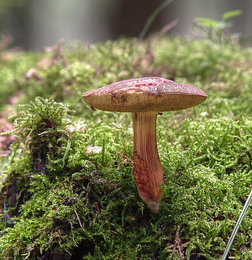 Gemeiner Rotfußröhrling, Xerocomellus chrysenteron