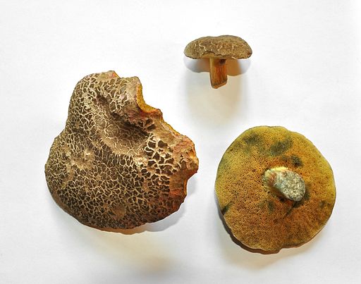 Gemeiner Rotfußröhrling, Xerocomellus chrysenteron