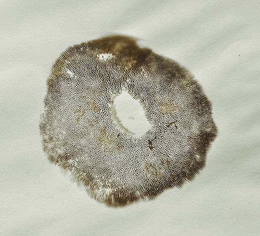 Gemeiner Rotfußröhrling, Xerocomellus chrysenteron