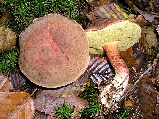 Bereifter Rotfußröhrling, Xerocomellus pruinatus