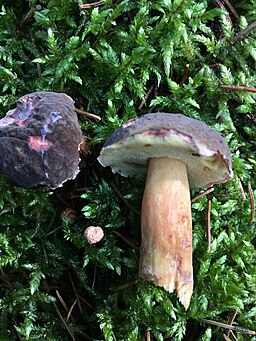 Bereifter Rotfußröhrling, Xerocomellus pruinatus