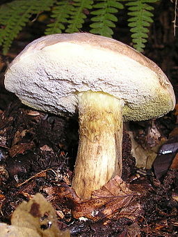 Ziegenlippe, Xerocomus subtomentosus