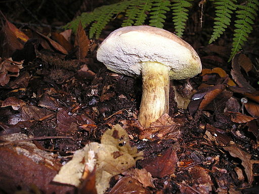 Ziegenlippe, Xerocomus subtomentosus