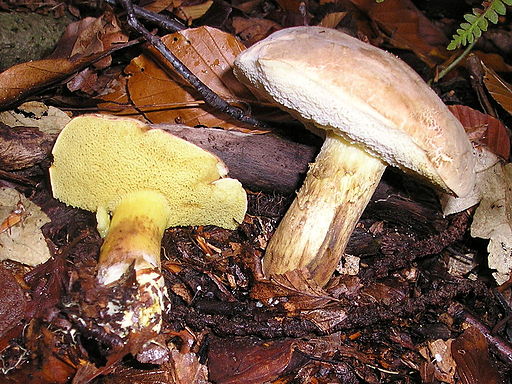Ziegenlippe, Xerocomus subtomentosus