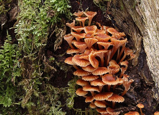 Geselliger Glöckchennabeling, Xeromphalina campanella