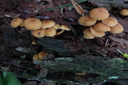 Geselliger Glöckchennabeling, Xeromphalina campanella