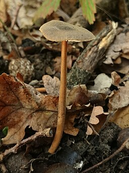 Braunhaariger Wurzelrübling, Xerula pudens