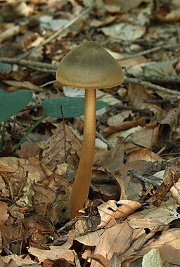 Braunhaariger Wurzelrübling, Xerula pudens