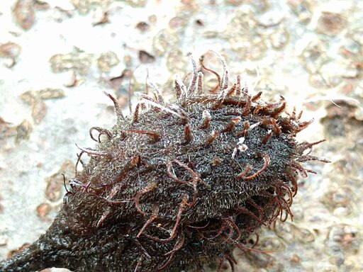 Buchenfruchtschalen-Holzkeule, Xylaria carpophila