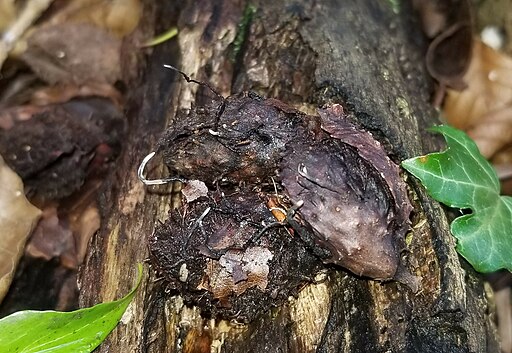 Buchenfruchtschalen-Holzkeule, Xylaria carpophila