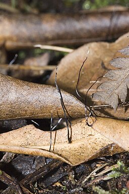 Fädige Holzkeule, Xylaria filiformis