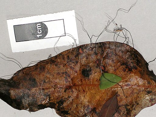 Fädige Holzkeule, Xylaria filiformis
