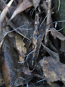 Fädige Holzkeule, Xylaria filiformis