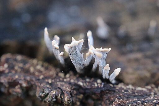 Geweihförmige Holzkeule, Xylaria hypoxylon