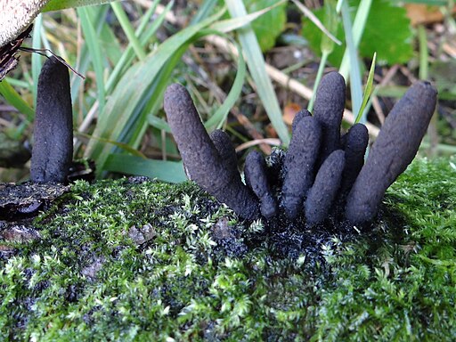 Langstielige Ahorn-Holzkeule