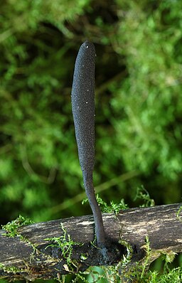 Langstielige Ahorn-Holzkeule, Xylaria longipes