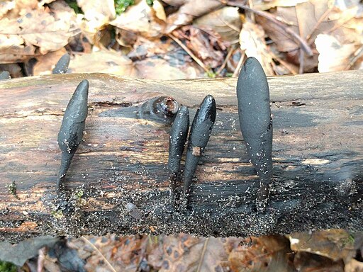 Langstielige Ahorn-Holzkeule, Xylaria longipes