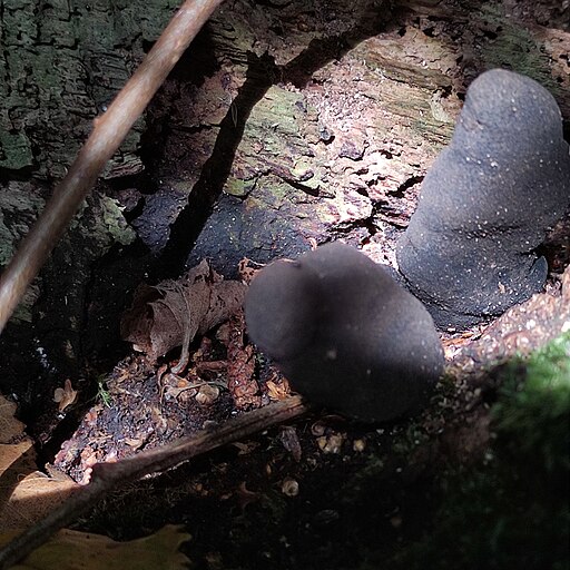 Vielgestaltige Holzkeule, Xylaria polymorpha