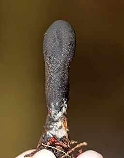 Vielgestaltige Holzkeule, Xylaria polymorpha