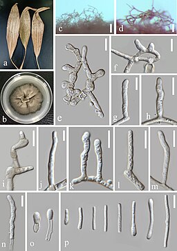 Kellertuch, Zasmidium cellare